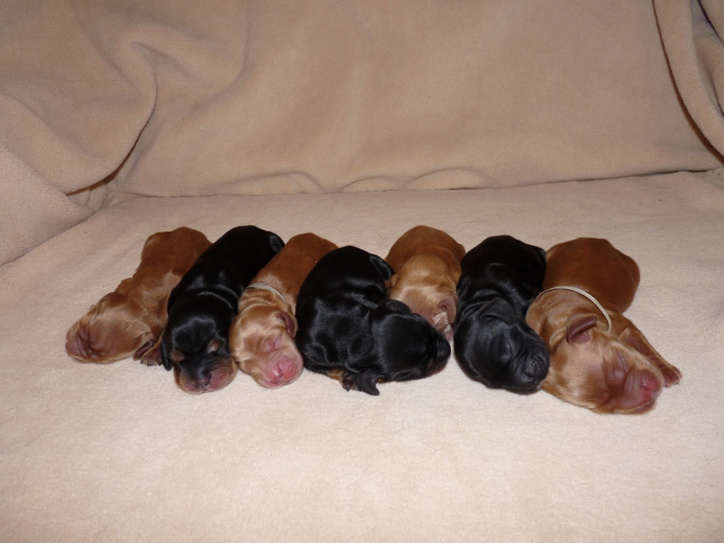 11.6.2010 Narodila se štěňata