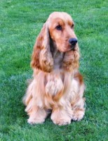 Quality Golden - zlatý pes