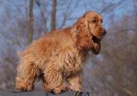 Queen Peggy - zlatá fena