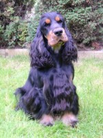 Quinlan - černý pes s pálením