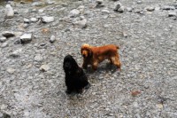 /album/vysoke-tatry-kveten-2011/dscn0108-jpg/