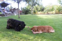 /album/leto-2011-na-chalupe/dscn0298-jpg/