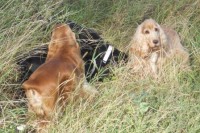 /album/leto-2011-na-chalupe/dscn0315-jpg/