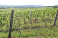 /album/leto-2011-na-chalupe/dscn0320-jpg/